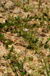 Creeping lespedeza